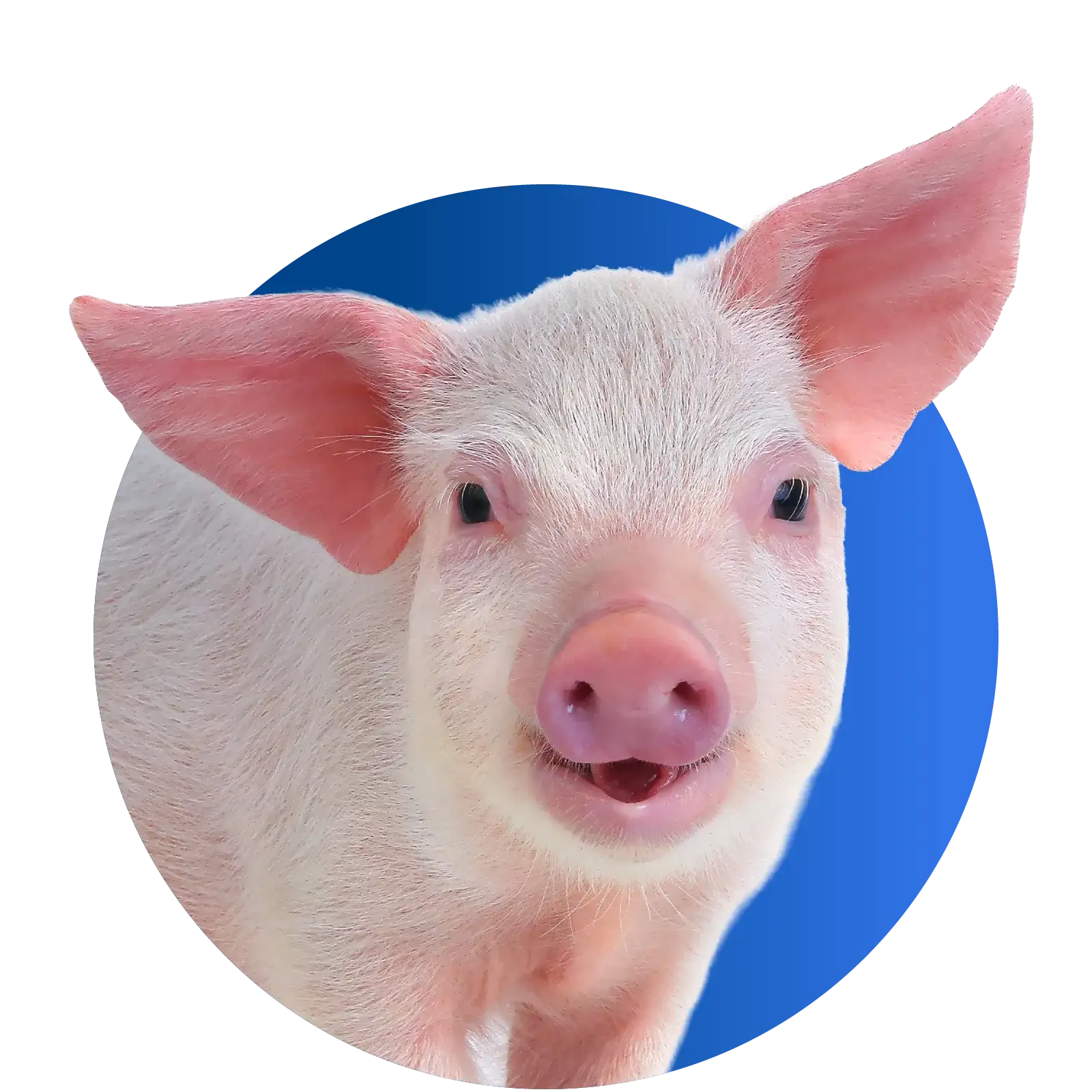 animal nutritional supplements1 (1)