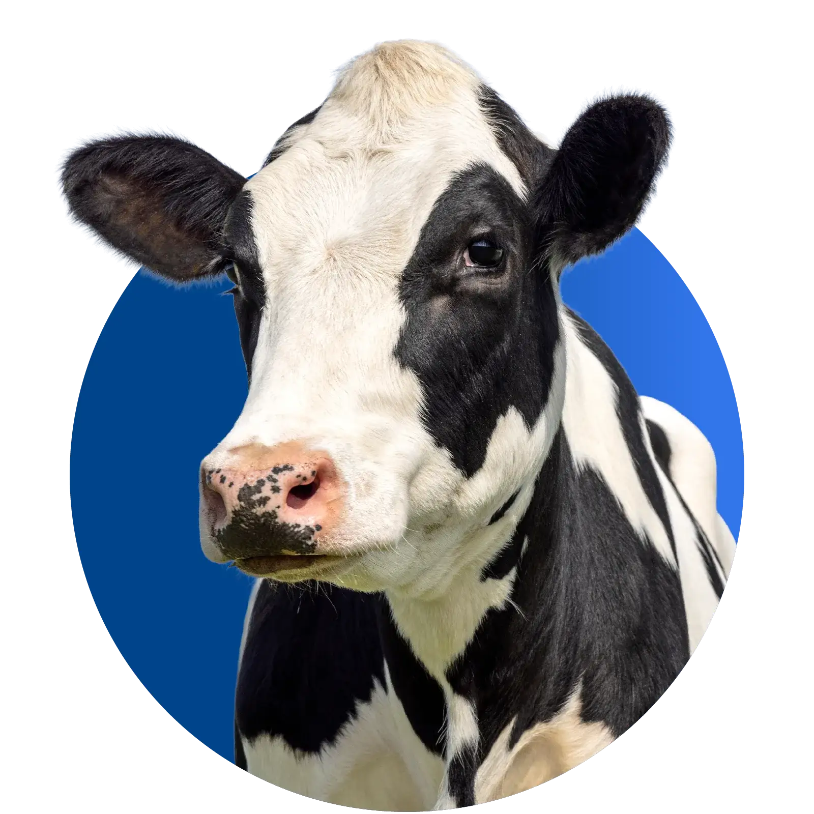 animal nutritional supplements1 (2)