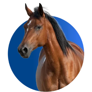 animal nutritional supplements1 (4)